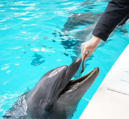 Image of Noah Dolphin Dome