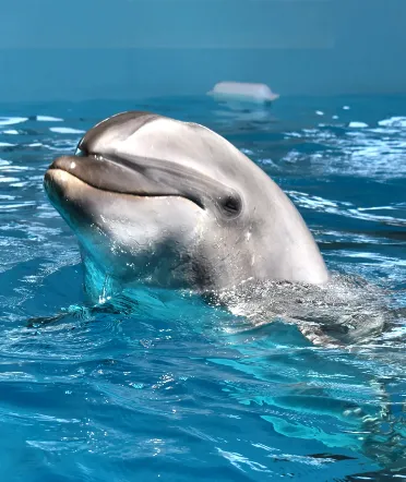 Noah Dolphin Dome 海豚館門票住宿專案 ｜ 享 Dorsett 26 小時住宿禮遇