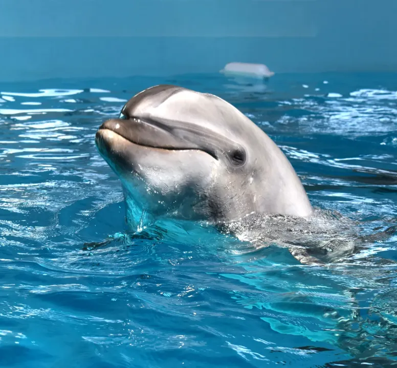Stay Plan with Noah Dolphin Dome Admission Ticket ｜ Includes the Exclusive Dorsett 26-Hour Stay