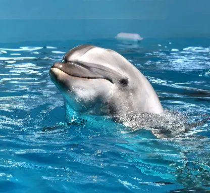 Stay Plan with Noah Dolphin Dome Admission Ticket｜Includes the Exclusive Dorsett 26-Hour Stay