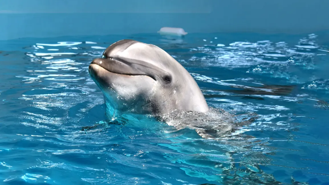 Noah Dolphin Dome 海豚館門票住宿專案｜享 Dorsett 26 小時住宿禮遇