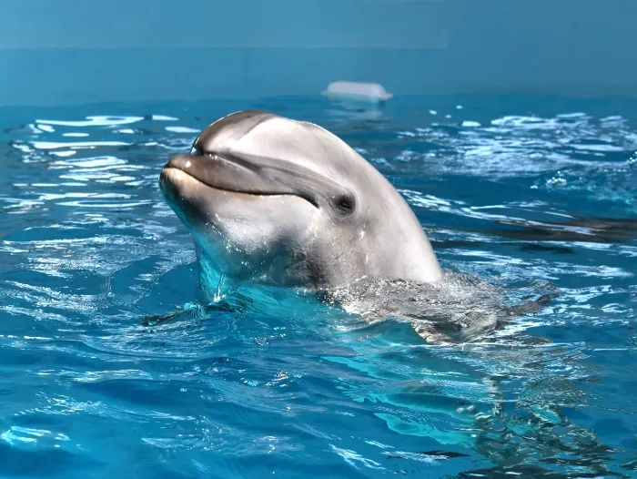 Stay Plan with Noah Dolphin Dome Admission Ticket｜Includes the Exclusive Dorsett 26-Hour Stay