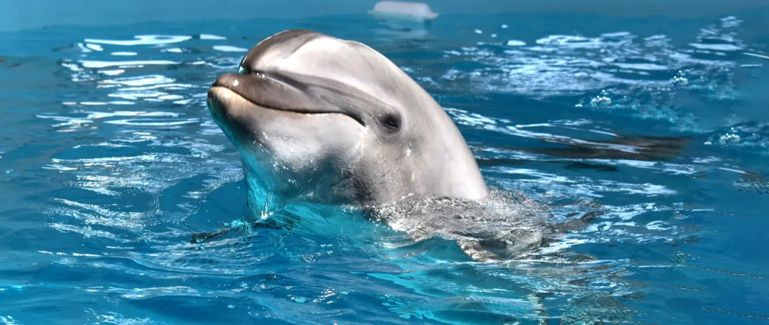 Stay Plan with Noah Dolphin Dome Admission Ticket｜Includes the Exclusive Dorsett 26-Hour Stay