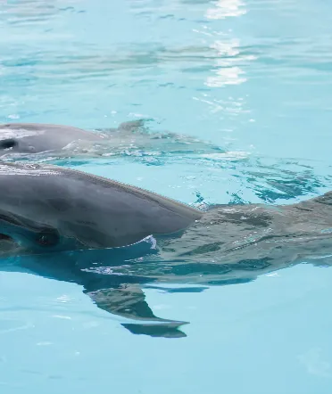 【公式サイト限定】 ノアドルフィンドーム入館料無料＆優待券付き宿泊プラン