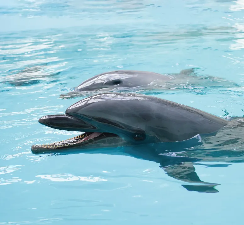 【公式サイト限定】 ノアドルフィンドーム入館料無料＆優待券付き宿泊プラン