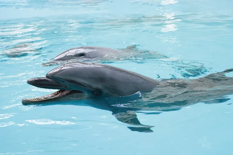 [From March 18 | Official Website Only] 1st Anniversary Stay Plan at Noah Dolphin Dome – Includes Free Admission & Discount Voucher