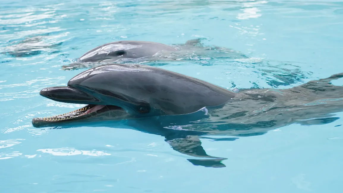 [From March 18 | Official Website Only] 1st Anniversary Stay Plan at Noah Dolphin Dome – Includes Free Admission & Discount Voucher