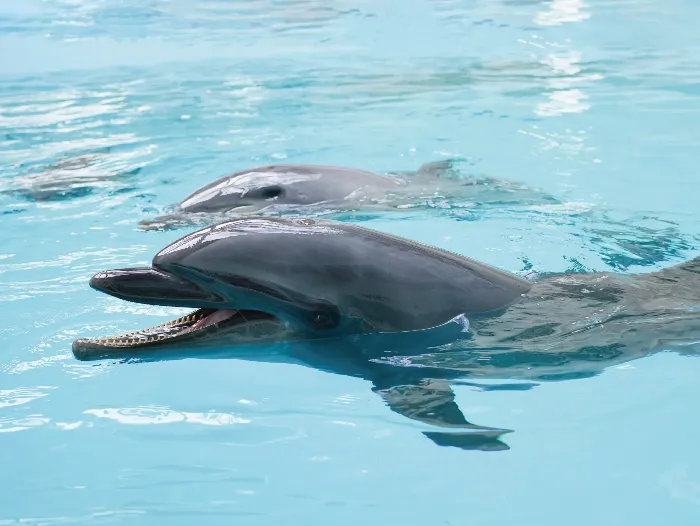 【自3月18日起｜官方網站限定】 諾亞海豚圓頂開業1週年住宿方案 – 免費入館及優惠券附贈