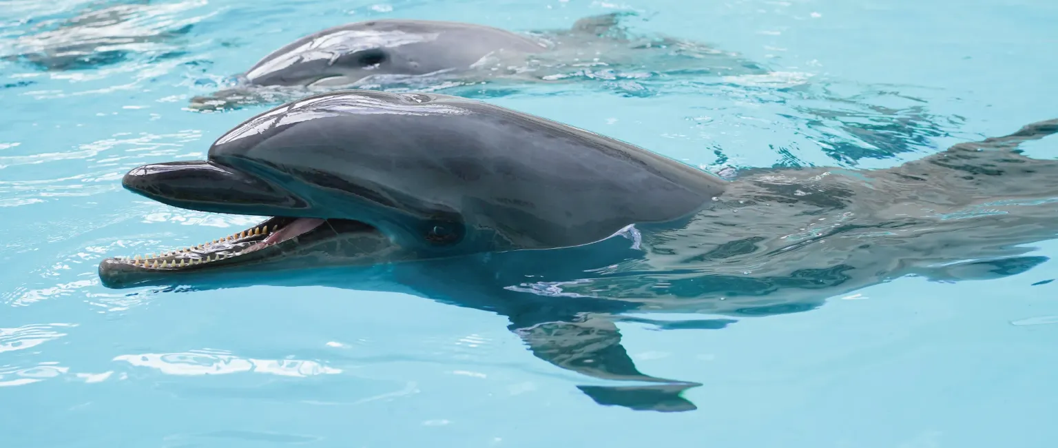 [From March 18 | Official Website Only] 1st Anniversary Stay Plan at Noah Dolphin Dome – Includes Free Admission & Discount Voucher