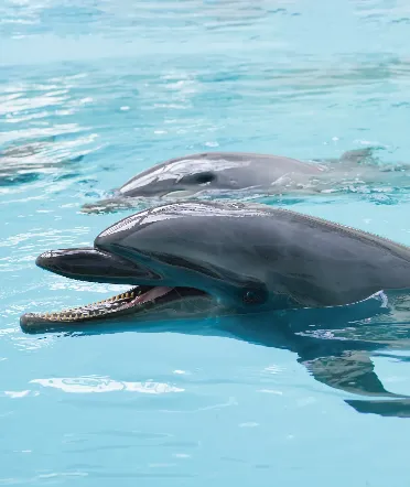 [From March 18 | Official Website Only] 1st Anniversary Stay Plan at Noah Dolphin Dome – Includes Free Admission & Discount Voucher