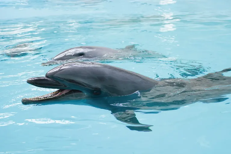 【公式サイト限定】 ノアドルフィンドーム入館料無料＆優待券付き宿泊プラン