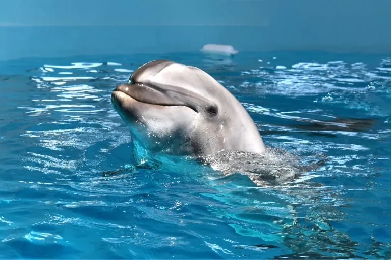 Stay Plan with Noah Dolphin Dome Admission Ticket ｜ Includes the Exclusive Dorsett 26-Hour Stay
