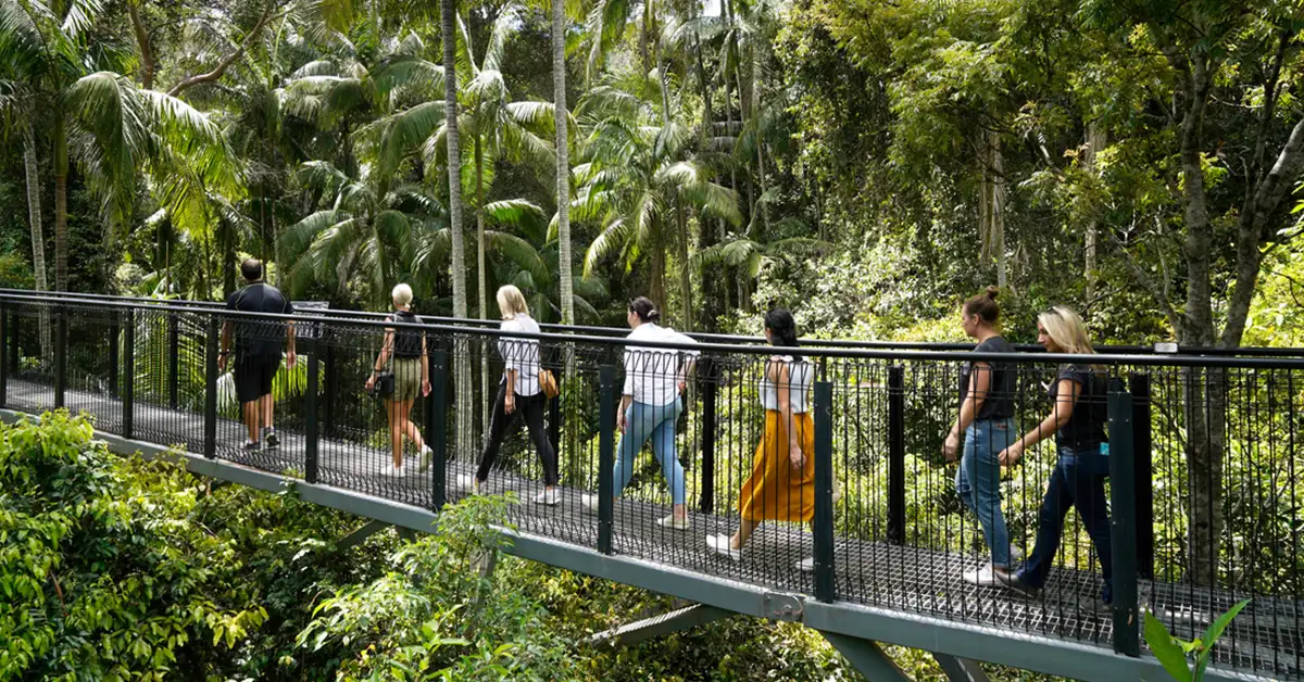 Group of people walking through Tamborine Rainforest Skywalk