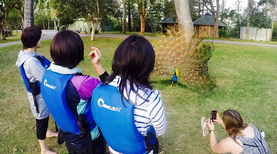 picnic in nature with peacock