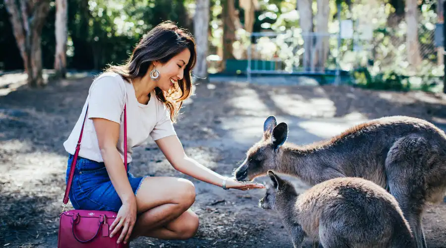 Japanese woman-hand feeding a kangaroo at Currumbin Wildlife Sanctuary
