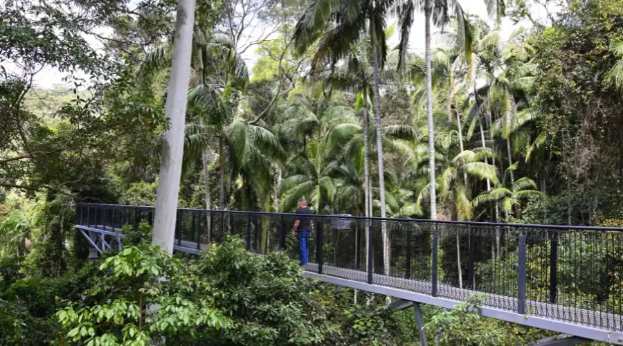Man wandering along the treetops at SkyWalk