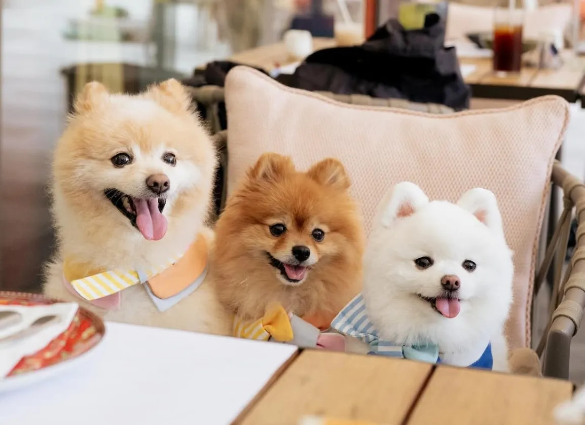 Pet-Friendly Dining - Indoor & Outdoor Dining Area