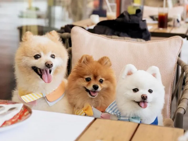 Pet-Friendly Dining - Indoor & Outdoor Dining Area