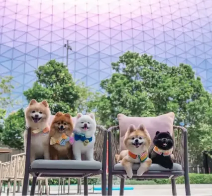 A Pet Friendly Stay in Hong Kong