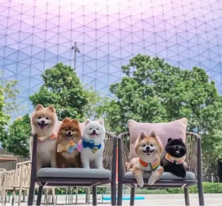 A Pet Friendly Stay in Hong Kong