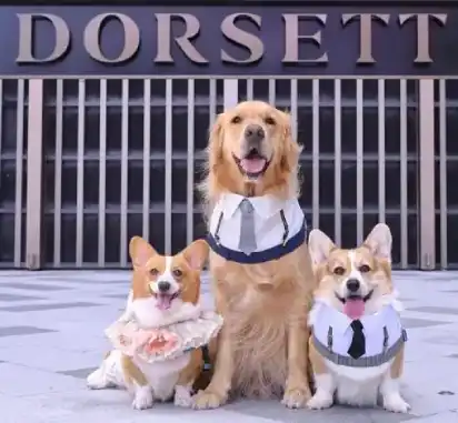 Fur-Ever Friends Getaway – 50% Off