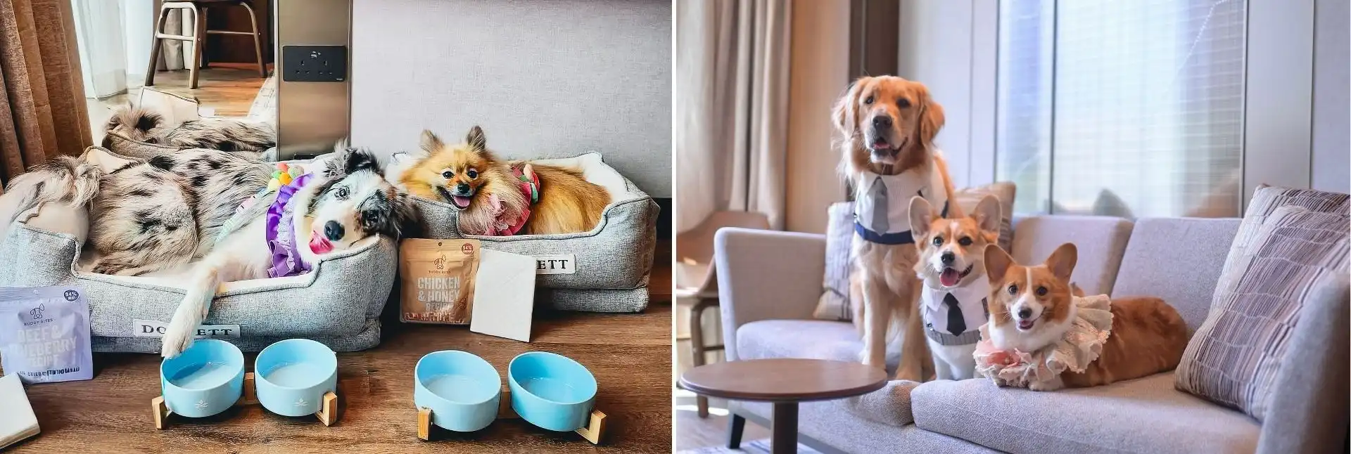 Fur-Ever Friends Getaway – 50% Off