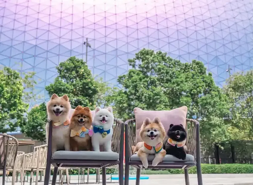 Pet Friendly Stay in Hong Kong - Intro