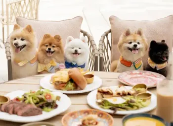Pet Friendly Dining in Hong Kong