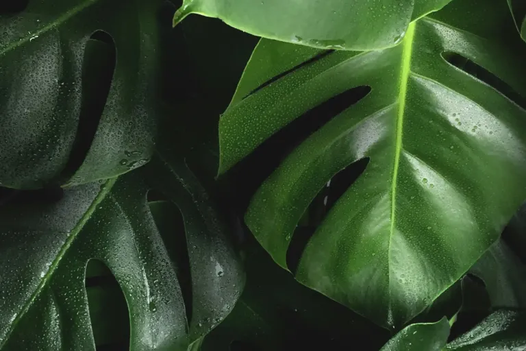 Green leaves with condensation