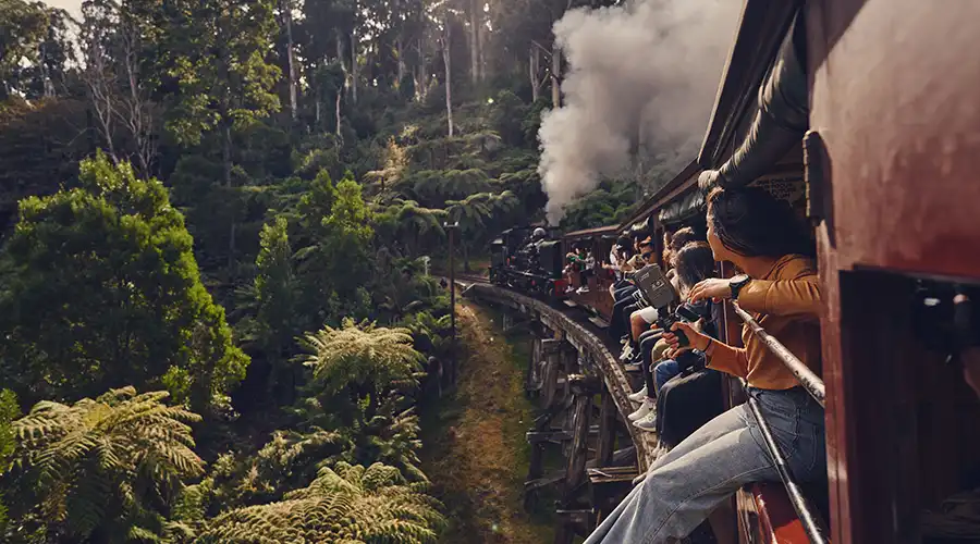 Passengers lean out of the windows of a steam train as it travels through a lush forest, capturing the scenic journey on camera