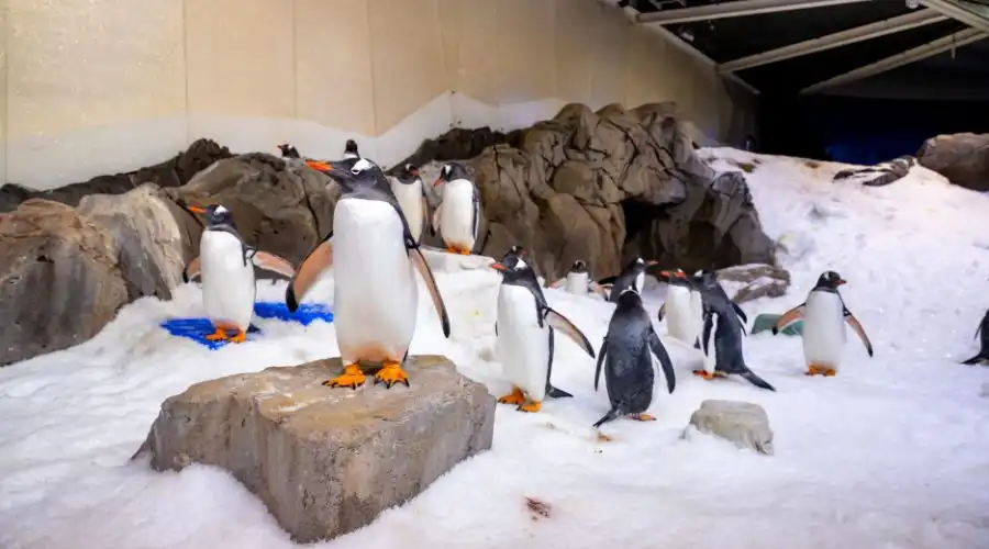 Penguins in ice sanctuary at SEA LIFE Melbourne Aquarium