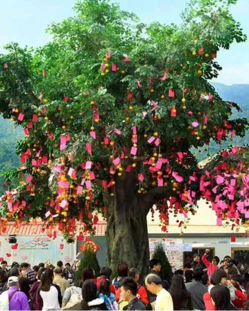 Lam Tsuen Wishing Trees