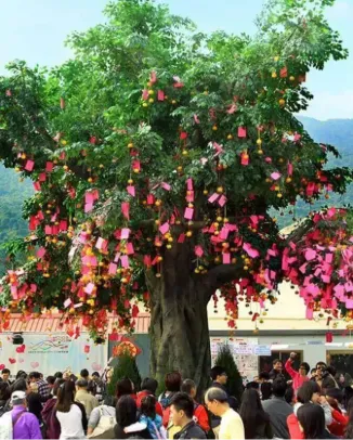 Lam Tsuen Wishing Trees