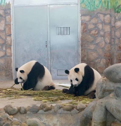 成都大熊貓繁育研究基地