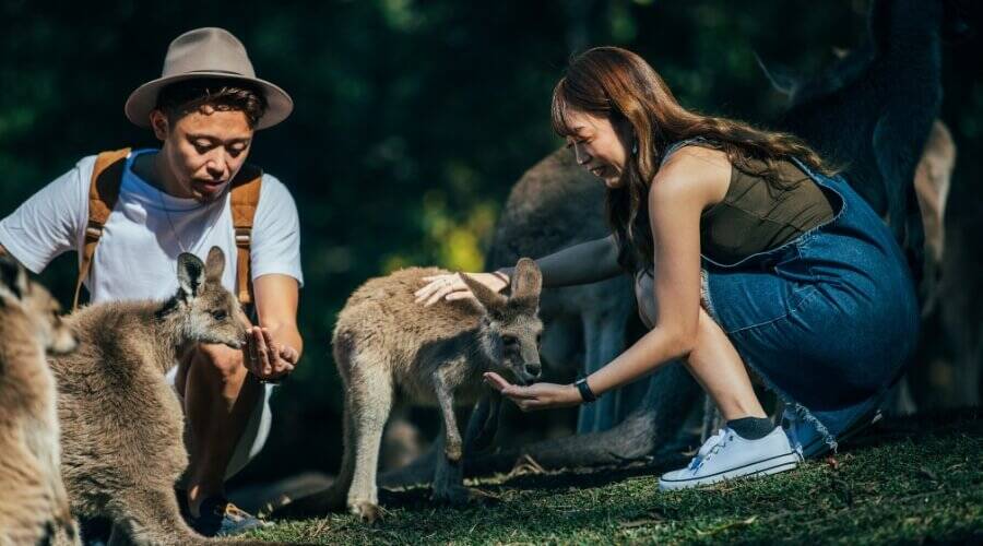 Couple petting kangaroos 