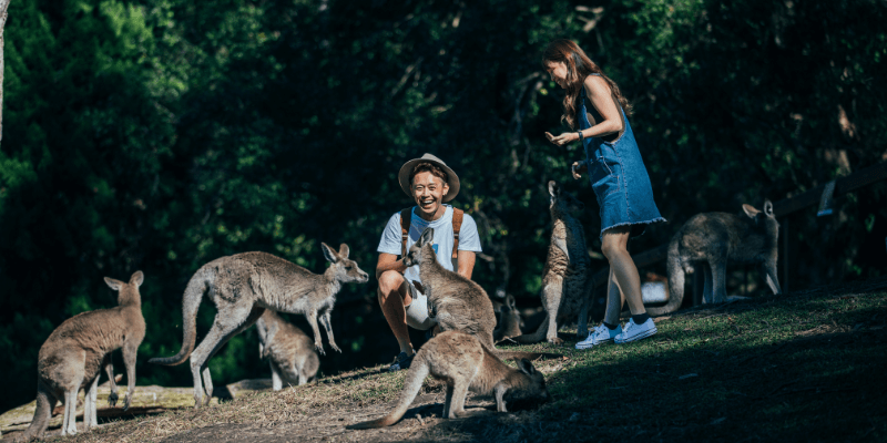 couple feeding kangaroos