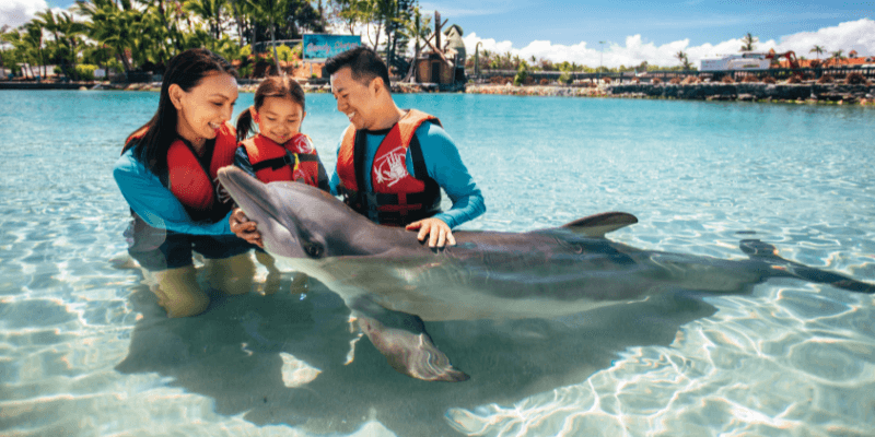 dolphin experience sea world