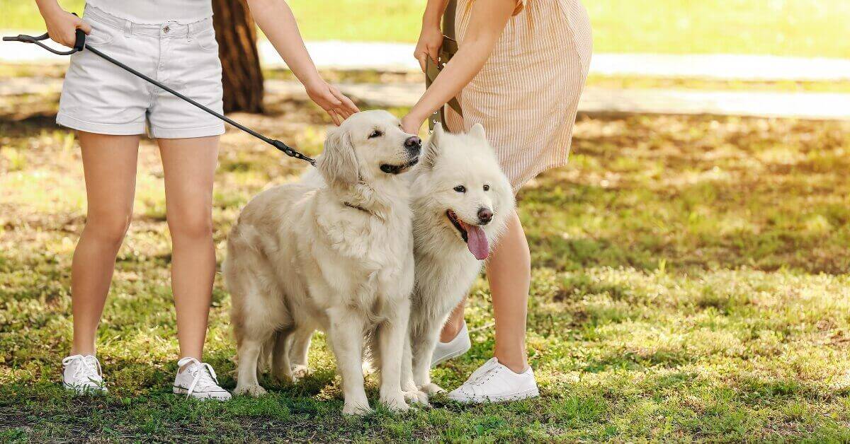 The 10 Best Dog-Friendly Spots in Melbourne