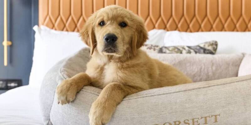  Dog in a Dorsett hotel bed